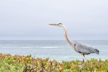The great blue heron (Ardea herodias) is a large wading bird in the heron family Ardeidae. 17-Mile Drive on the Monterey Peninsula in California