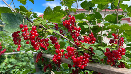 Lush red currants ripening on branches in a sunny garden, ideal for ads, eco blogs, recipe sites,...