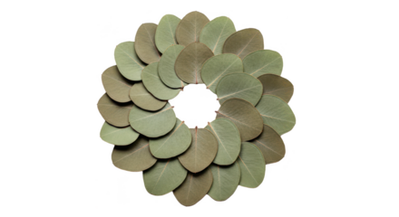 A botanical arrangement of dried eucalyptus leaves forming a circular wreath on a white background.