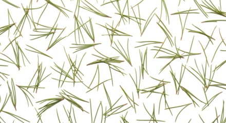 Fresh green pine needles randomly scattered on a white background creating a natural pattern