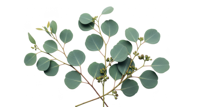 A flat lay of several eucalyptus branches gently crossing over each other against a white background.