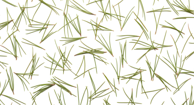 Fresh green pine needles randomly scattered on a white background creating a natural pattern