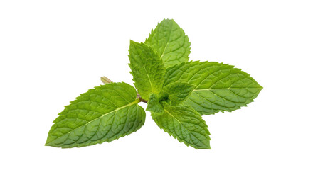 A fresh sprig of green mint with detailed leaves isolated on a clean white background