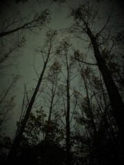 trees in the night