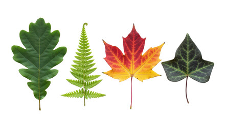 A diverse collection of four leaves in a row oak, fern, maple, and ivy on white
