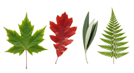 Grouping of four distinct leaf types green maple, red oak, olive, and fern frond