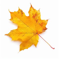 Obraz premium Single autumn maple leaf, vibrant yellow, slightly mottled, isolated on white