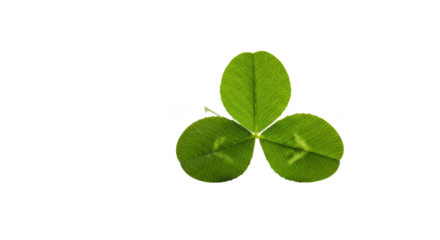 A minimal composition of a single three-leaf clover isolated on a clean white background.