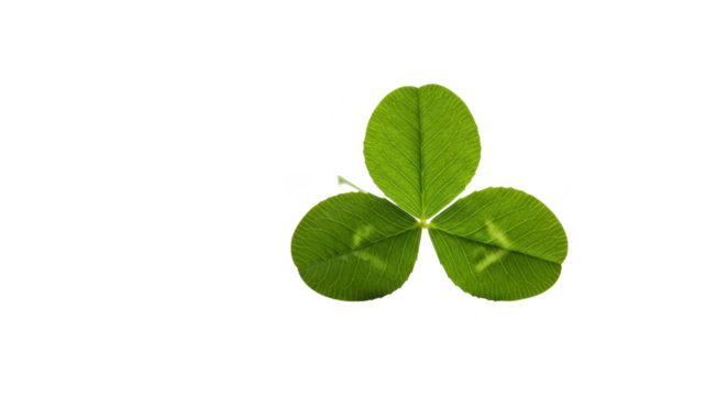 A minimal composition of a single three-leaf clover isolated on a clean white background.