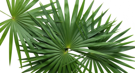 Lush green fan palm leaves radiating outward, creating a serene tropical vibe on white.