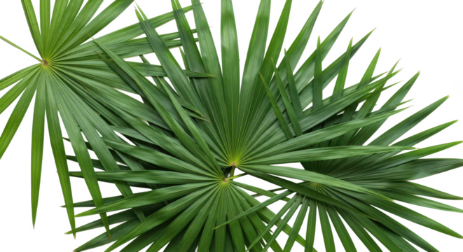 Lush green fan palm leaves radiating outward, creating a serene tropical vibe on white. - Powered by Adobe