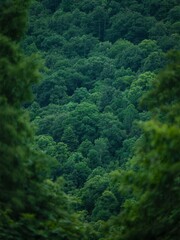 Dense Forest View Through Tree Branches