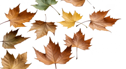 A collection of scattered autumn sycamore leaves in earthy tones on a white background