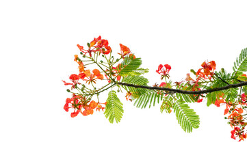 PNG of Royal Poinciana Flower Branch Red Blossoms and Green Leaves on Transparent Background. Royal...