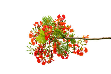 PNG of Royal Poinciana Flower Branch Red Blossoms and Green Leaves on Transparent Background. Royal...