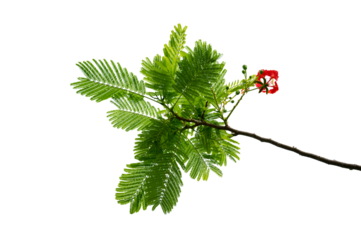 PNG of Royal Poinciana Flower Branch Red Blossoms and Green Leaves on Transparent Background. Royal Poinciana Branch with Red Blossoms and Green Leaves