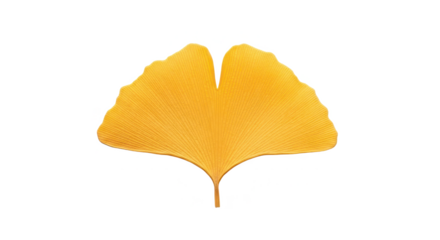 A single golden yellow ginkgo biloba leaf from autumn, isolated on a clean white background.