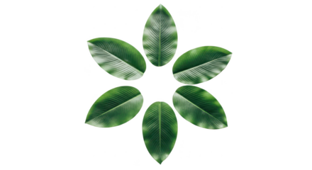 Symmetrical arrangement of six green tropical leaves in a floral pattern on a white background.