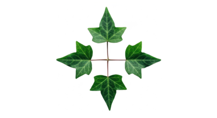 Symmetrical arrangement of four green ivy leaves forming a star shape isolated on a white background.