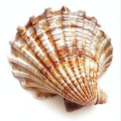 Obraz premium Close-up of a seashell, light beige and tan, ribbed, on white background