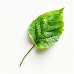 Obraz premium Close-up of vibrant green leaf on white background