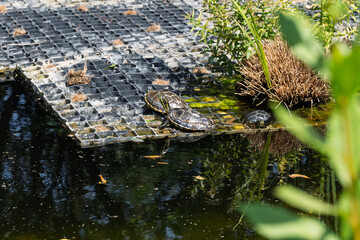 Two turtles (Red-eared sliders) sunbathing on the edge of a garden pond.