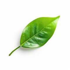 Obraz premium Vibrant green leaf, smooth texture, isolated on white