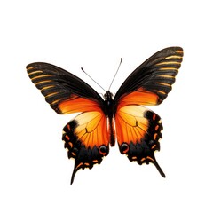 Ornate butterfly, orange and black wings, detailed