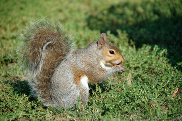 A gray squirrel sits on green grass, holding food in its front paws and nibbling, with its fluffy tail curled up behind it in natural sunlight