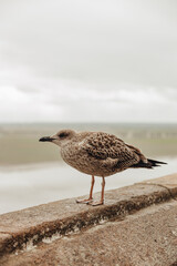 seagull on the beach