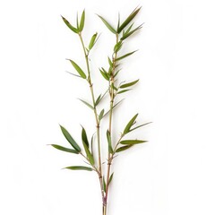 Obraz premium Close-up of three bamboo stalks with vibrant green leaves