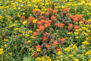 Castilleja latifolia is a species of Indian paintbrush, Monterey Indian paintbrush. Garrapata...