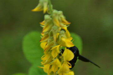 Fototapeta premium A large, black Tropical Carpenter Bee (Xylocopa) with iridescent wings pollinates a spike of yellow Crotalaria wildflowers in Bangladesh.