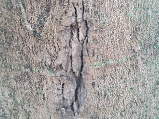 close-up photo of the trunk of a Flamboyant tree or Delonix regia