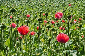 Poppy field with poppy capsules and poppy flowers