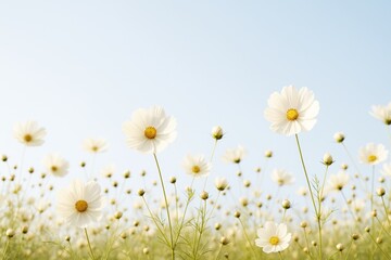White cosmos flowers blooming in a sunny field with soft light and blue sky background, creating a peaceful and airy floral atmosphere.
