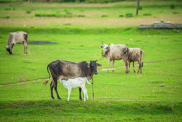 Obraz premium Calf suckling milk from mother cow, rural life moment