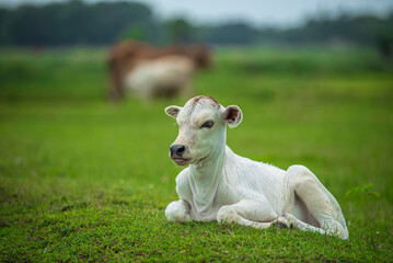 Obraz premium White calf resting on green grass field, peaceful rural farm