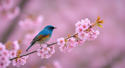 Obraz premium Vibrant blue bird perched gracefully on a blossoming cherry branch in spring