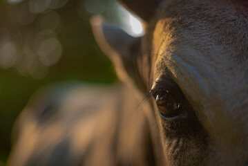 Cow eye macro with focus on eyelashes and sunlight reflection