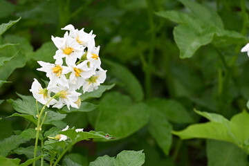 The field of flowering potatoes during summer.White Flowers of a farmer field Grown Organic Potato...
