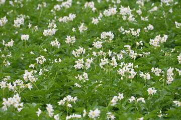The field of flowering potatoes during summer.White Flowers of a farmer field Grown Organic Potato...