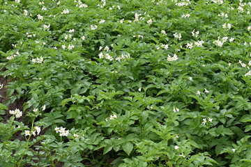 The field of flowering potatoes during summer.White Flowers of a farmer field Grown Organic Potato...