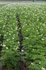 The field of flowering potatoes during summer.White Flowers of a farmer field Grown Organic Potato...