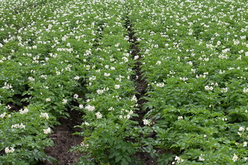 The field of flowering potatoes during summer.White Flowers of a farmer field Grown Organic Potato...