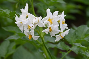 The field of flowering potatoes during summer.White Flowers of a farmer field Grown Organic Potato...