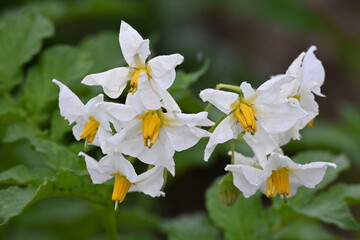 The field of flowering potatoes during summer.White Flowers of a farmer field Grown Organic Potato...