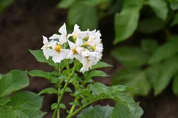 The field of flowering potatoes during summer.White Flowers of a farmer field Grown Organic Potato...