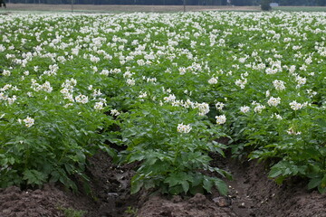 The field of flowering potatoes during summer.White Flowers of a farmer field Grown Organic Potato...