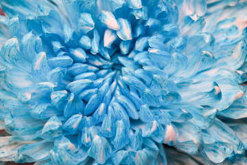 Fresh blue flowers for background